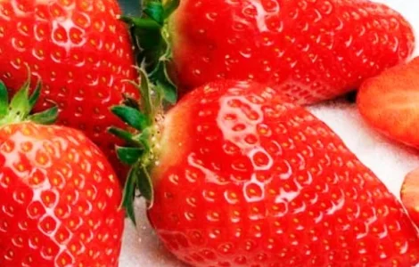 Саженцы клубники альба соната азия