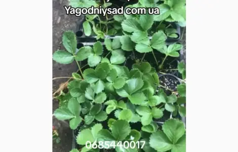 Продам саженцы клубники 75 сортов