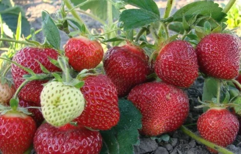 Якісні саджанці полуниці