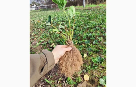 Саджанці елітних сортів полуниці (Нідерланди)