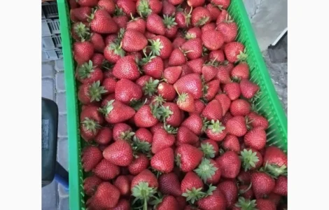 Полуниця Румба. Продам молоді саджанці