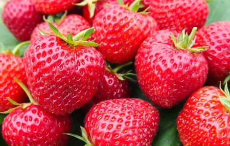 Полуниця Зенга Зенгана(Senga Sengana Strawberry) саджанці полуниці Фріго