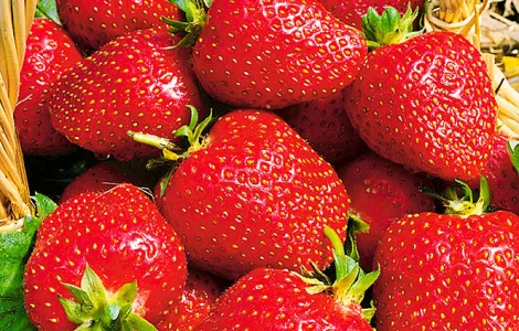 Полуниця Роксана (Roxana Strawberry) саджанці полуниці Фріго