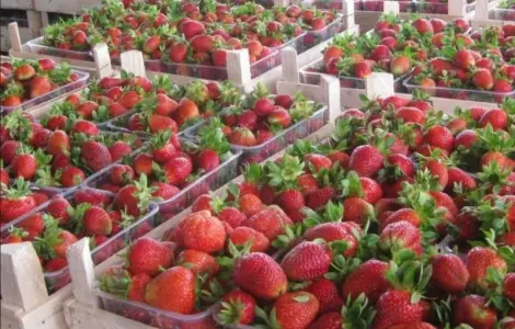 Клубника Полка (Polka Strawberry) саженцы клубники Фриго