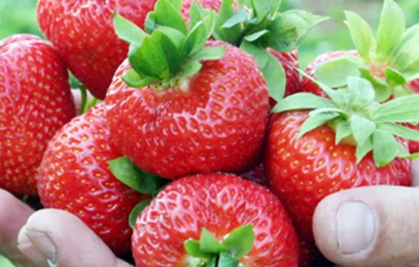 Ельсанта (Elsanta Strawberry) саджанці полуниці Фріго