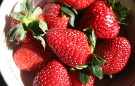 Полуниця Румба (Rumba Strawberry) саджанці полуниці Фріго