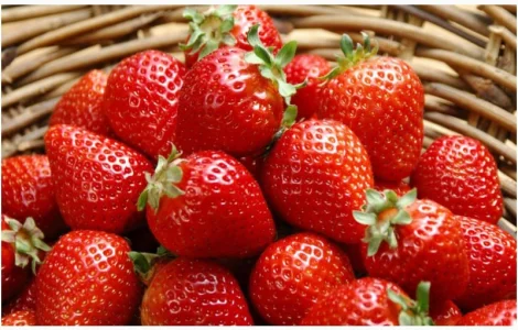 Саджанці полуниці Кімберлі – солодкий смак та морозостійкість