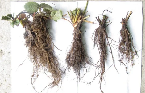 Саджанці полуниці фріго