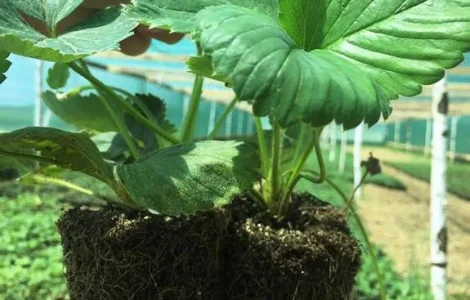 Саженцы клубники сорта Зенга-Зенгана в кассетах