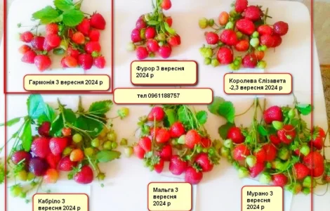 Саджанці полуниці Кабріло, Мурано, Фурор, Альбіон.Крапо.Клубніка, розсада