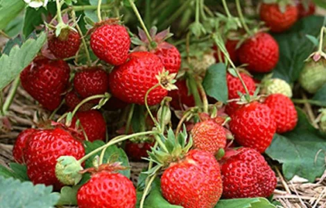 Саджанці полуниці оптом та вроздріб