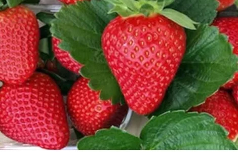 Продам саджанці полуниці садової сорт "Квікі"