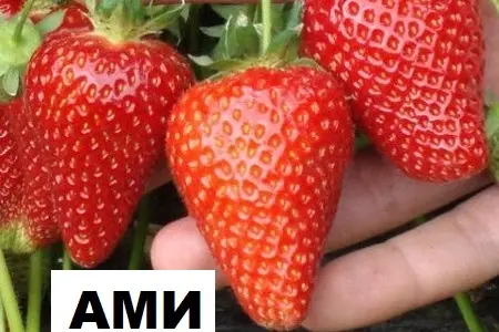 Продам саженцы клубники садовой сорт "Ами"