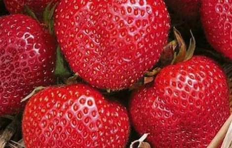 Садженці полуниці альба і румба