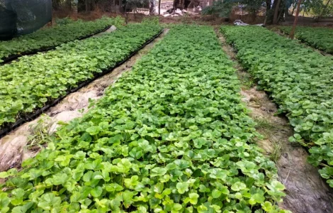 Саджанці полуниці