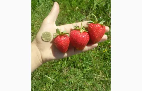 Продам рассаду клубники