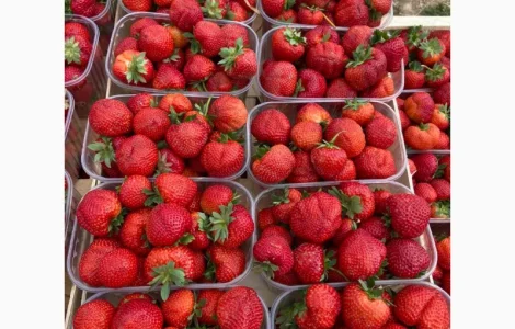 Саджанці полуниці безліч сортів