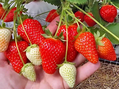 Продам саженцы ремонтантной клубники элитного сорта