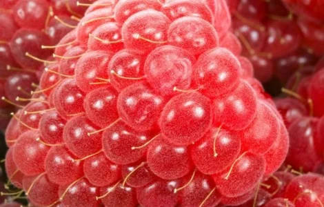 Саженцы малины Брусвяна