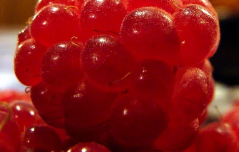 Продам Саженцы малины глен ампл и глен файн