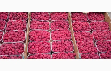 Продажа Малина саженцы сорта Атлант полана Зюгана еще 15 сортов
