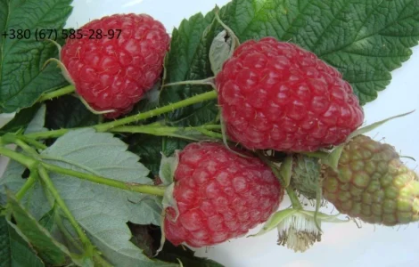 Саженцы Малины Брусвяна Полана Зюгана