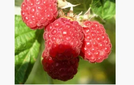 Саженцы малины Крепыш