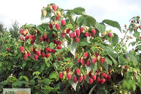 Продам саженцы малины, сорт Полка, Полана, Зюгана, Лячка