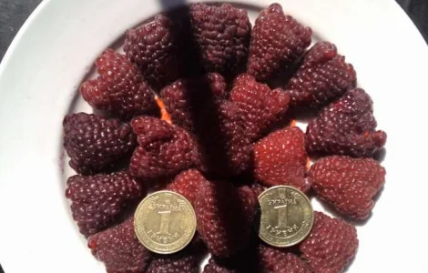 Продам Саженцы Малины сорта Зюгана Полка Полана