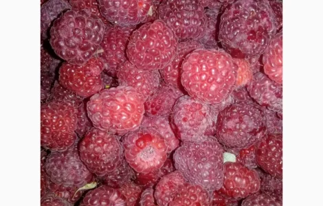 Саженцы малины зюгана