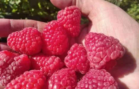 Продам Саджанці малини сорт Маравилла (Maravilla)