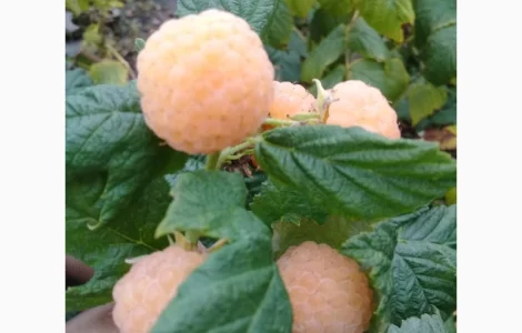 Саженцы малины желтый гигант