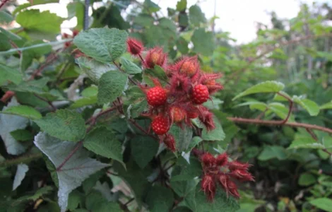 Малина Солнце Токио - унікальний сорт