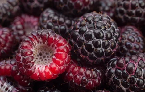 Саженцы малины Кумберленд