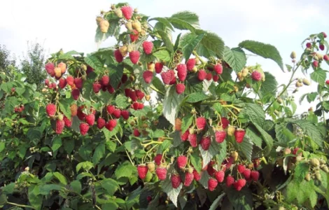 Малиновое дерево Таруса