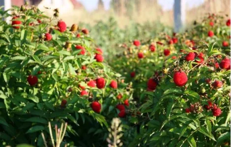 Малина Мяо Мяо