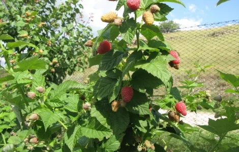 Малина Моника