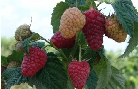 Саженцы ремонтантной малины Брусыливский стандарт