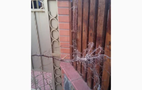 Однорічні саджанці великоплідної ремонтної малини Зюгана