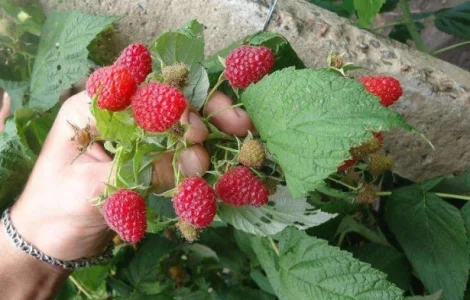 Продам саджанці малини Полка