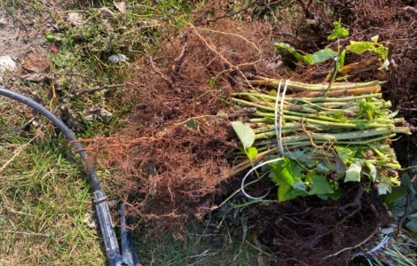 Сажанці малини