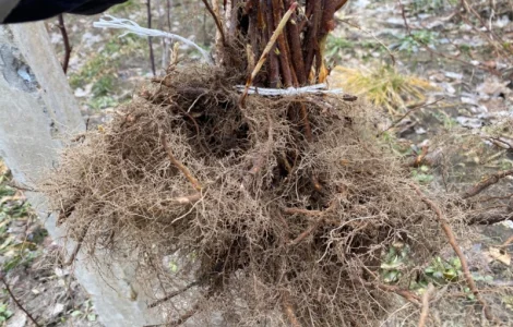 Сажанці малини Поляна, глен ампл