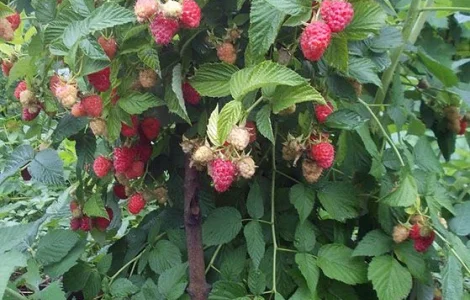 Однорічні садженці літньої малини Родзієва