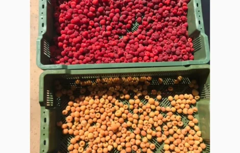 Саджанці малини