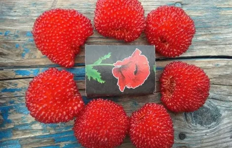 Саджанці Малина Мяо Мяо