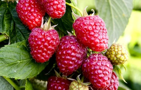 Саджанці малини сорту Галактика