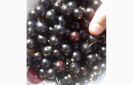 Саженцы смородины Ядреная