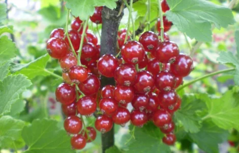 Саджанці червоної смородини: сорти Дана, Святомихайлівська, Ярославна, Сніжана