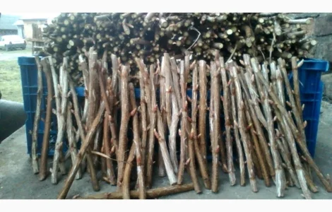 Черенки Ровади (є обєми) смородини і порічки