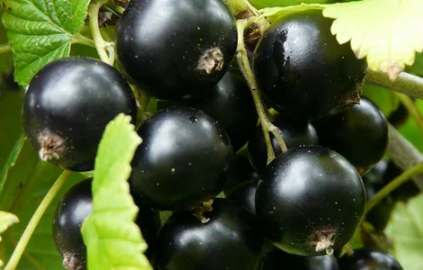 Елітні саджанці смородини Ядреная та 15 сортів оптом